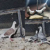 چنتا کفتر جفتگاه پشت گراف دم سیاه قره پولکی