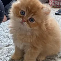 گربه های اشرافی iran cats|گربه|رشت, بازار|دیوار
