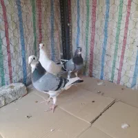 کبوترجوان|پرنده|محمدیه-قزوین, |دیوار