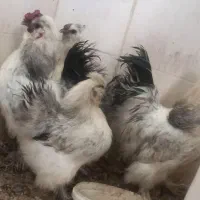 ۴عدد مرغ خروس ابریشمی بالغ