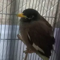مرغ مینا ۴ ماهه