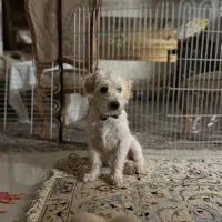 واگزاری سه عدد سگ پاپی|سگ|اصفهان, کوی امیریه|دیوار