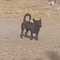 پاکوتاه ماده فروشی