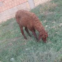 نر بره افشاری