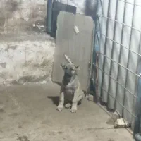 واگذاری توله سرابی|سگ|مشهد, کوی پلیس|دیوار