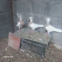 طوقی کرمانشاهی