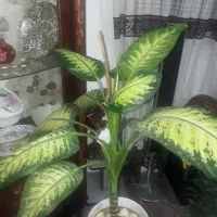 گل  دیفن باخیا
