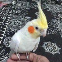طوطی