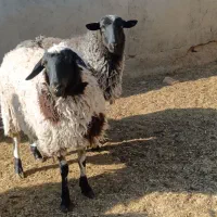 بره. رومانف ماده یک ساله