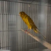 رسمی بلند|پرنده|سیرجان, |دیوار