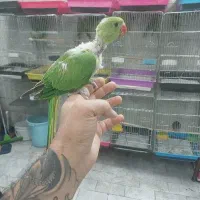 ملنگو جوجه نر دو ماهه تازه دونخور داخلی دستی