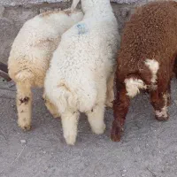 بره نر