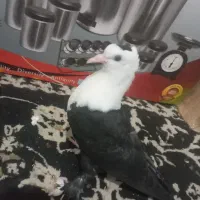 یک جفت جوجه کل سفید کلایی عروسک|پرنده|گنبکی, |دیوار