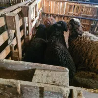 گوسفند و مرغ ارگانیک زنده سالم   (دامداری وردیج)