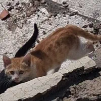 گربه|گربه|اردبیل, |دیوار