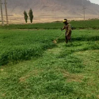 چیدن لوبیا وعلف یونجه اکیب کار ودستگاه علف چین