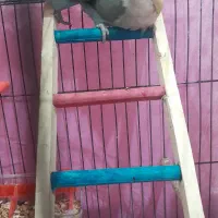 طوطی کوتوله برزیلی کوهچنار