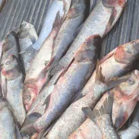 ماهی درشت تازه|ماهی|اندیمشک, |دیوار