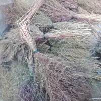 جارومحلی‌(تازه‌چیده‌شده)|لوازم نظافت|اسدآباد, |دیوار