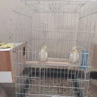 دوعدد عروس هلندی نر لوتینو ده ماهه