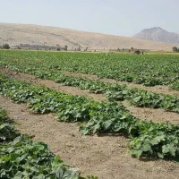 فروش خیار عمده