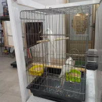 ۳جفت عروس البینو