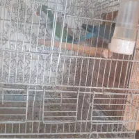 راهب مولد|پرنده|کرج, چمن|دیوار