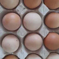 تخم مرغ محلی