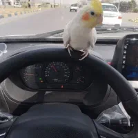 عروس هلندی لوتینو سخنگو|پرنده|مشهد, چهارچشمه|دیوار