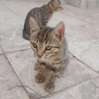 واگذاری گربه