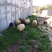 ۸تا میش بره داردرجه یک