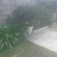 فروش  ۱۰ عدد سیکاس چند ساله