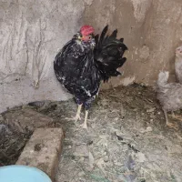 خروس گلین خالسوزنی کیفیت فول مست مست