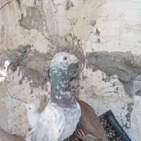 کبوتر گوره ای