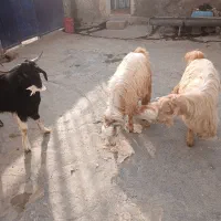 سه عدد تویشک نر چاق|حیوانات مزرعه|طرهان, |دیوار