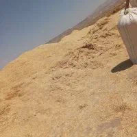 کاه نرم و گوسفندی|لوازم جانبی حیوانات|کاشان, کوچه باسکول|دیوار