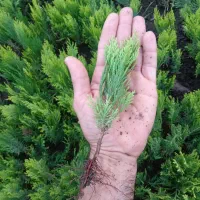 کاج کامیس نشای