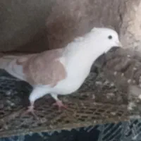 پرنده|پرنده|شاهین دژ, |دیوار