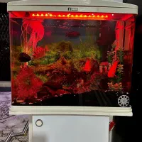 ماهی|ماهی|پاکدشت, پاکدشت (مامازند)|دیوار