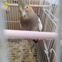 عروس هلندی|پرنده|نورآباد, |دیوار