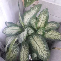 گل دیفن|گل و گیاه طبیعی|گناباد, |دیوار