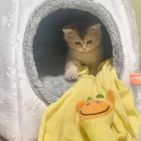 گربه بریتیش