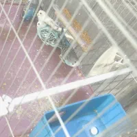 جفت مرغ عشق رنگین کمانی اصل