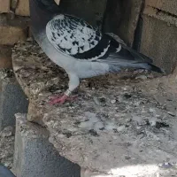 کبوتر