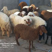 کاور ما|حیوانات مزرعه|کوزران, |دیوار