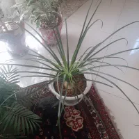گل طبیعی آپارتمانی  .تعویض با تخت سنتی|گل و گیاه طبیعی|اصفهان, لاله|دیوار