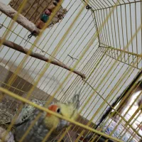 عروس هلندی|پرنده|شیروان (خراسان), |دیوار