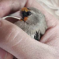 سهره نر|پرنده|ابریشم, |دیوار