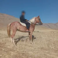 نریان|اسب و تجهیزات اسبسواری|تهران, شیخ هادی|دیوار