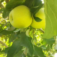 فروش سیب درجه یک طمع دارکامفیروز|حراج|شیراز, شاهچراغ|دیوار